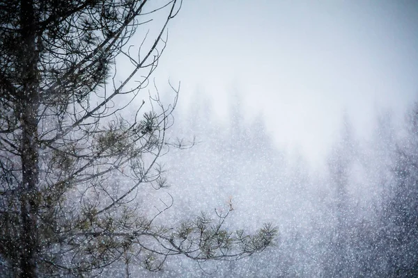 Tunga snöstorm i en tallskog — Stockfoto