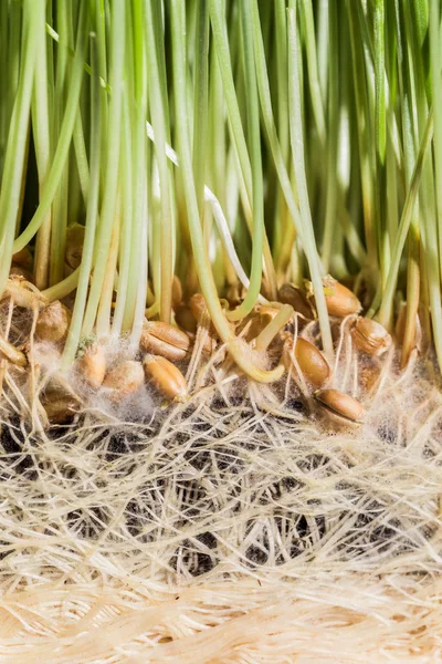 Erba di grano dettagli delle radici, semi, germogli e succo di frutta — Foto Stock