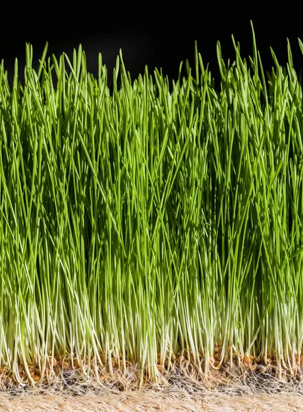 Weizengras Details der Wurzeln, Samen, Sprossen und Saft — Stockfoto