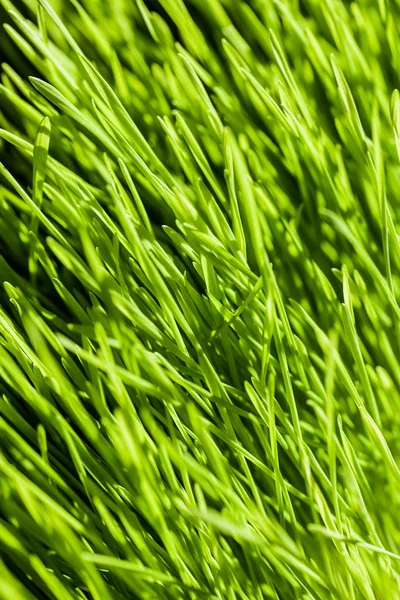 Resumen Macro Primer plano de la hierba de trigo madura — Foto de Stock