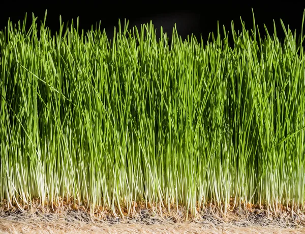 Weizengras Details der Wurzeln, Samen, Sprossen und Saft — Stockfoto