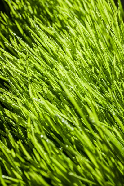 Soyut makro yakın çekim olgun buğday çimi