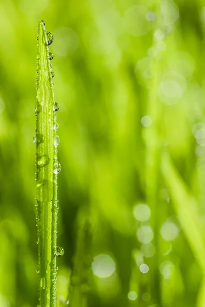 Abstract Macro Close-up van volwassen tarwegras — Stockfoto