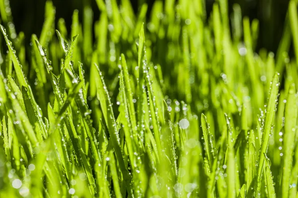 Abstrakte Makroaufnahme von reifem Weizengras — Stockfoto