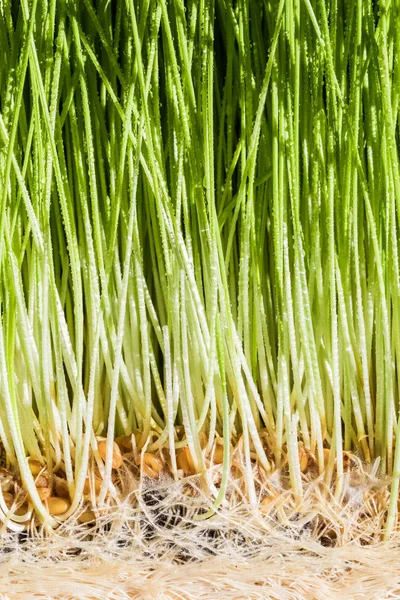 Erba di grano dettagli delle radici, semi, germogli e succo di frutta — Foto Stock