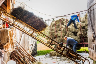 Erkekler bir Haystacks kamyon boşaltma 