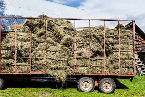 Trockenes Heu stapelt sich in einem Transporter — Stockfoto