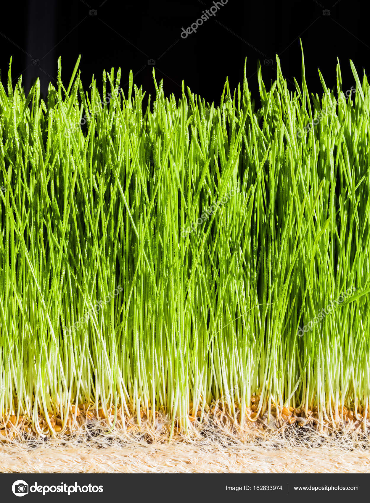 Campo de césped verde con gotas de agua — Foto de stock © aetb #162833974