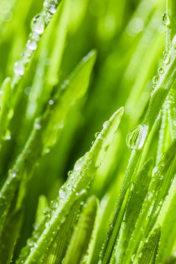 Soyut makro yakın çekim olgun buğday çimi