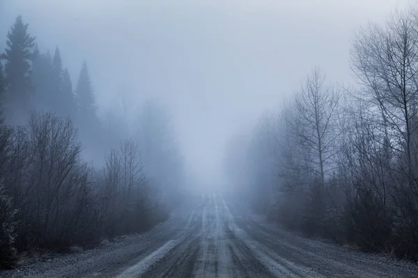 Dimma och dålig sikt på en väg i skogen — Stockfoto