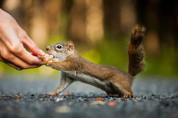 Frau füttert ein rotes Eichhörnchen — Stockfoto