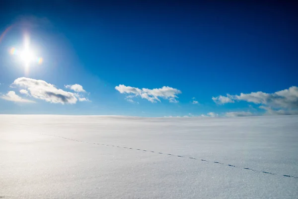 Fox Track in a Large Frozen Field — Stock Photo, Image