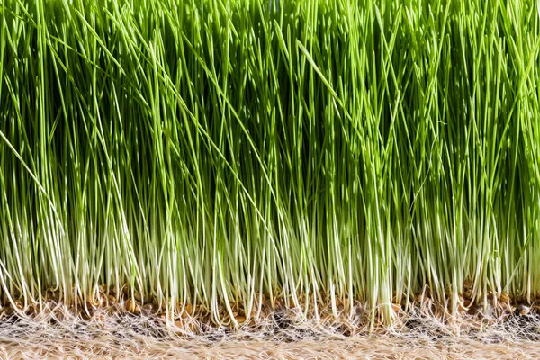 Weizengras der Wurzeln, Samen und reifen Sprossen — Stockfoto