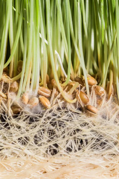 Erba di grano delle Radici, Semi e germogli maturi Foto Stock