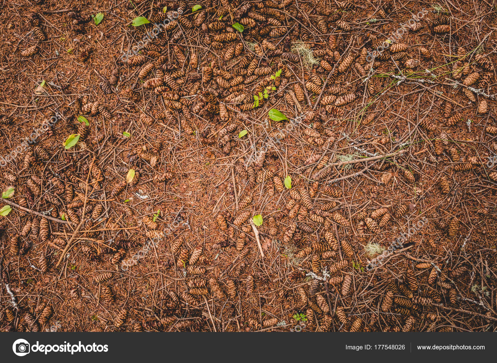上記のトウヒで覆われた常緑の森で乾いた地面テクスチャ ストック写真 C Aetb