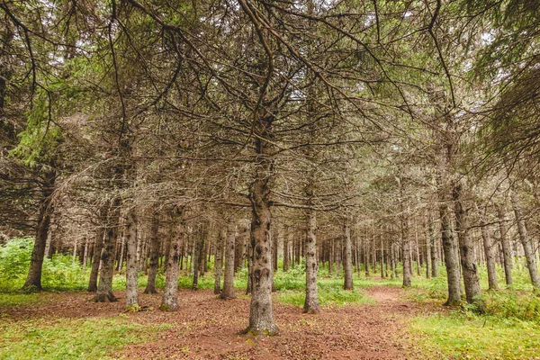 Vista Pinheiro Seco Abeto Sem Agulhas Floresta Perene Sem Água — Fotografia de Stock