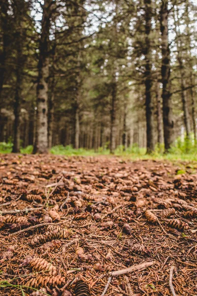 Vista Para Floresta Sem Água Terreno Coberto Com Agulhas Pinho — Fotografia de Stock