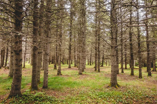 Ver Pino Seco Abeto Sin Agujas Bosque Siempreverde Sin Agua — Foto de Stock