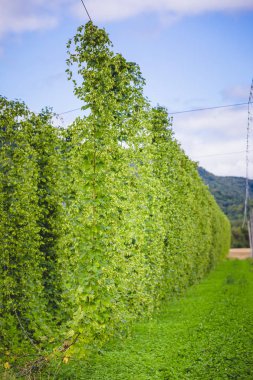 Sahada hop bitkiler bağlı için görüntüleyin.