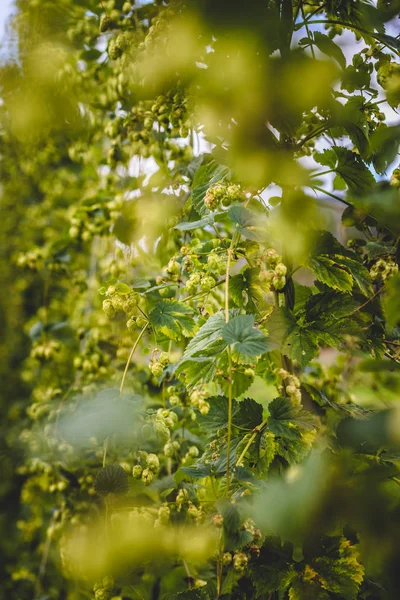 Gros Plan Branche Houblon Vert Avec Des Cônes Mûrs Prêts — Photo