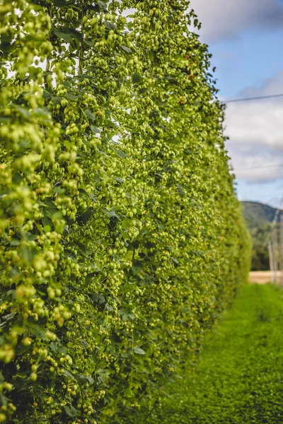 Blick Auf Angebundene Hopfenpflanzen Die Auf Einem Feld Auf Dem — Stockfoto