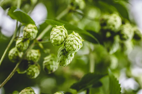 Növekvő Növény Ága Telepen Közeli Cascade Hop — Stock Fotó