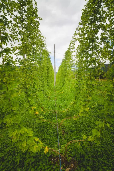 Blick auf das grüne Hopfenfeld mit gebundenen Pflanzen. — Stockfoto