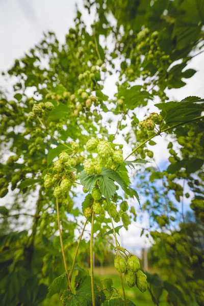 Gros Plan Branche Houblon Vert Avec Des Cônes Mûrs Prêts — Photo