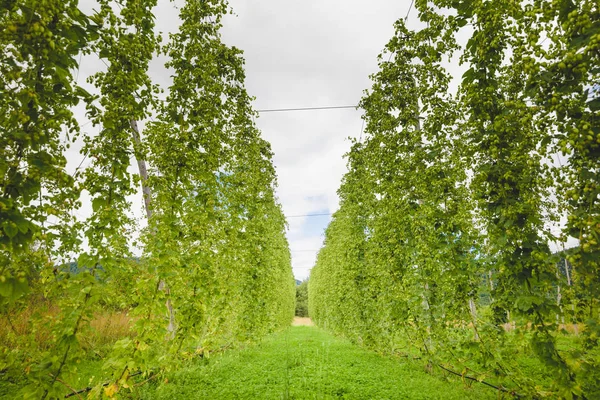 View to green hop field with tied plants. — Stockfoto