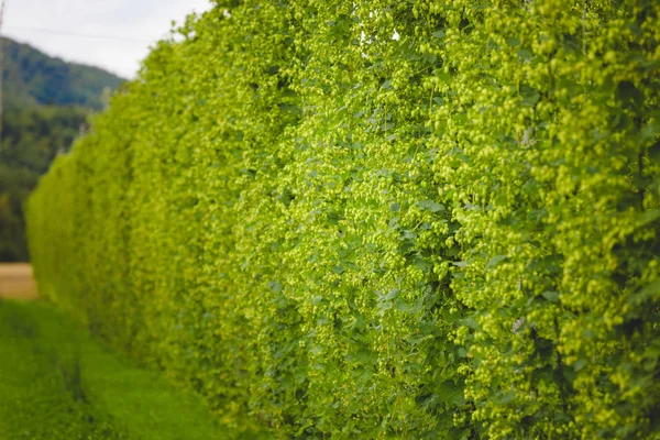 Vue sur les plants de houblon attachés poussant au champ . — Photo