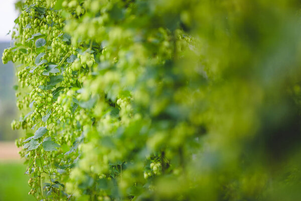 View to tied hop plants growing on field.