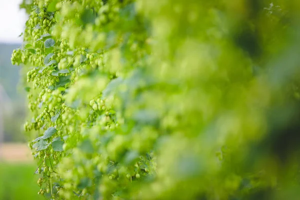 Vista alle piante di luppolo legate che crescono sul campo . — Foto Stock