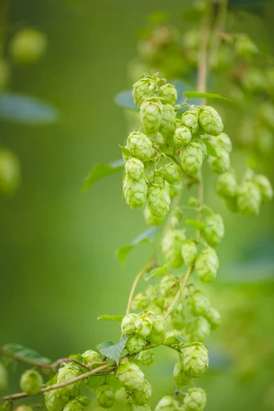 Gros Plan Branche Houblon Vert Avec Des Cônes Mûrs Prêts — Photo