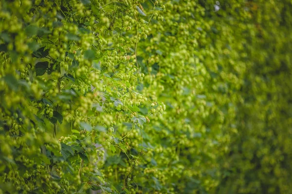 Vue sur les plants de houblon attachés poussant au champ . — Photo