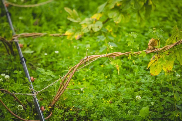 Close-up hop plant twisted around the rope — Stock Photo, Image