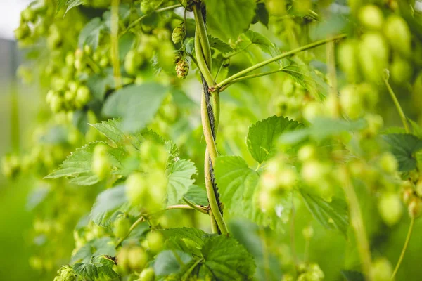 Gros plan plante de houblon tordue autour de la corde — Photo