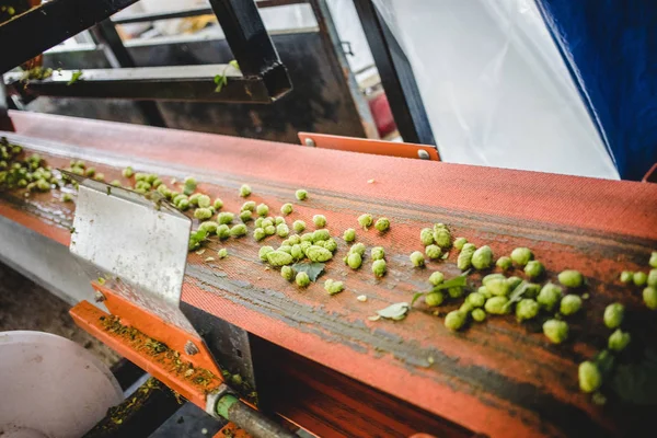 Çiftlikte Hasat Cascade Hop Ile Konveyör Için Görüntüleyin — Stok fotoğraf