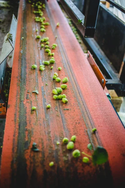 View Conveyor Harvested Cascade Hop Farm — Stock Photo, Image
