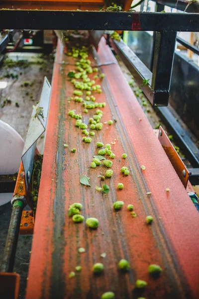 농장에서 수확된 캐스케이드 홉으로 컨베이어를 — 스톡 사진