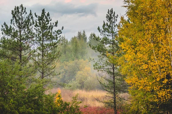 Prachtig herfstbos — Stockfoto