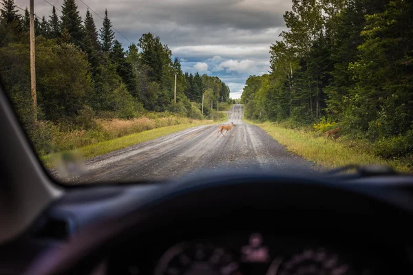 Deers Crossing the Road in front of a Car — Stock Photo, Image