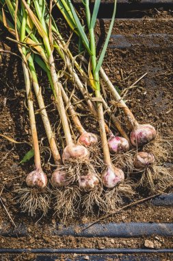 Freshly Picked Garlic Bulbs on a Soil and Dirt Background clipart