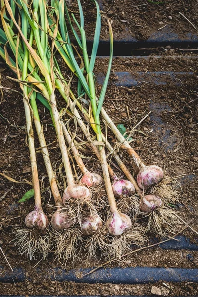 Freshly Picked Garlic Bulbs Soil Dirt Background — Stock Photo, Image