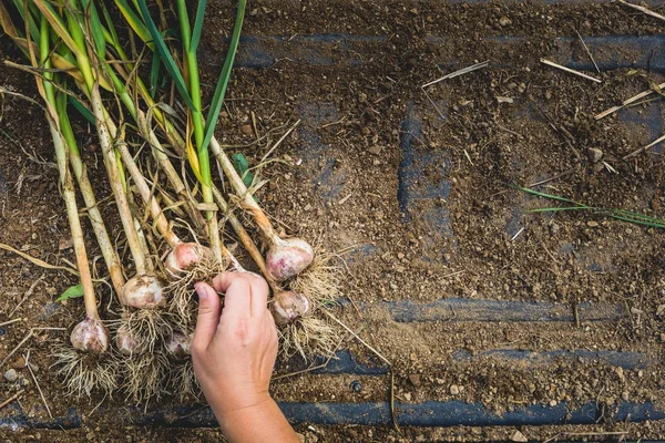 Freshly Picked Garlic Bulbs Soil Dirt Background — Stock Photo, Image