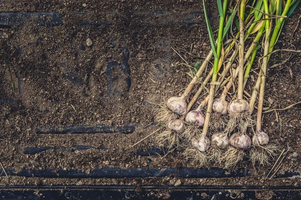 Bulbes Ail Fraîchement Cueillis Sur Fond Terre Saleté — Photo