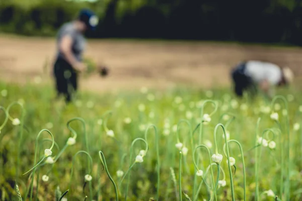 フィールドでニンニク植物や球根を選ぶ つの農家 — ストック写真