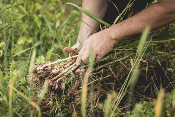 Handful Freshly Picked Garlic Field Roots Lot Dirt Soil — Stock Photo, Image