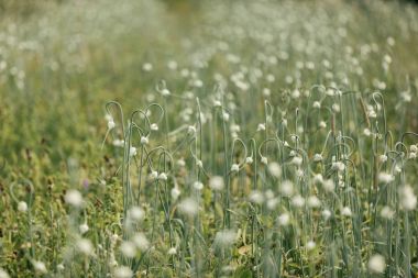 Sarımsak alan çiçekli
