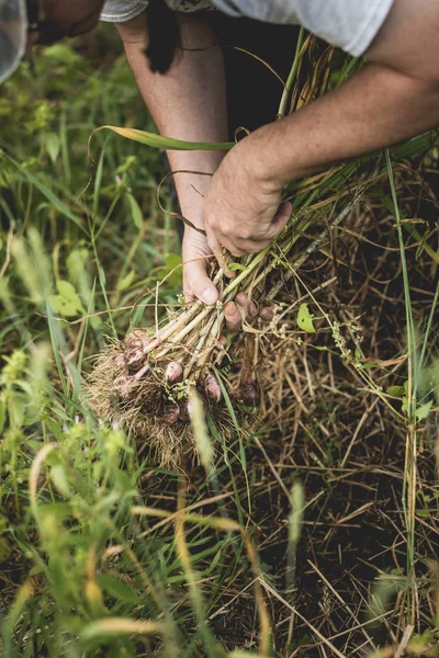 Puñado Ajo Recién Recogido Campo Con Raíces Mucha Suciedad Suelo —  Fotos de Stock