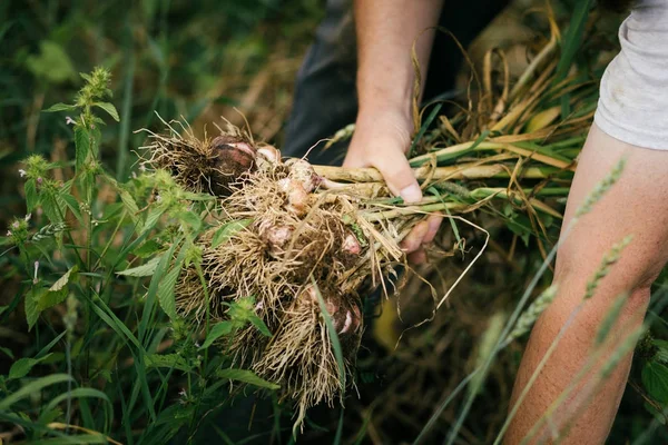 Handful Freshly Picked Garlic Field Roots Lot Dirt Soil — Stock Photo, Image